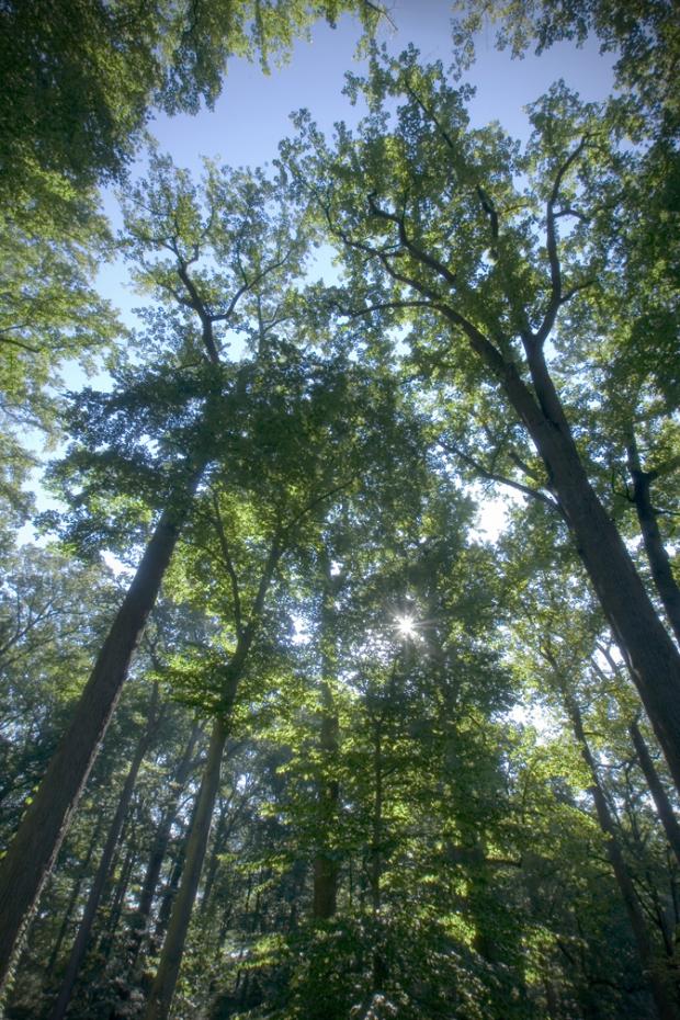 view up to the tree canopy